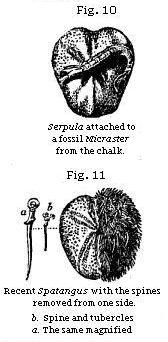 Figures 10, 11 - Micraster with serpula and spines
