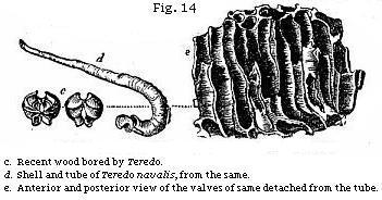 Figure 14 - Toredo in wood