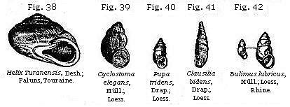 Figures 38 - 42 - Univalve favorites